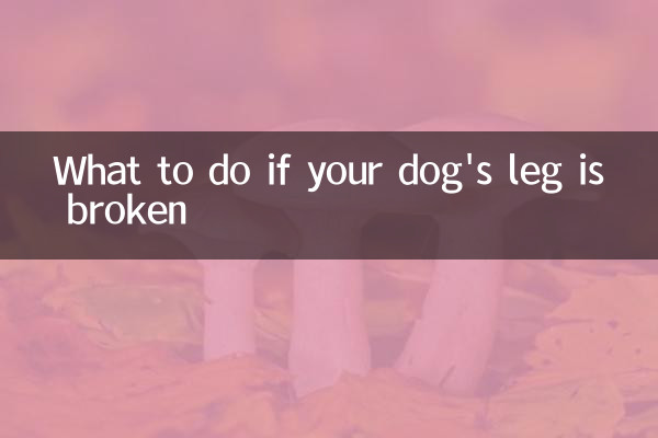 Qué hacer si a tu perro se le rompe la pata