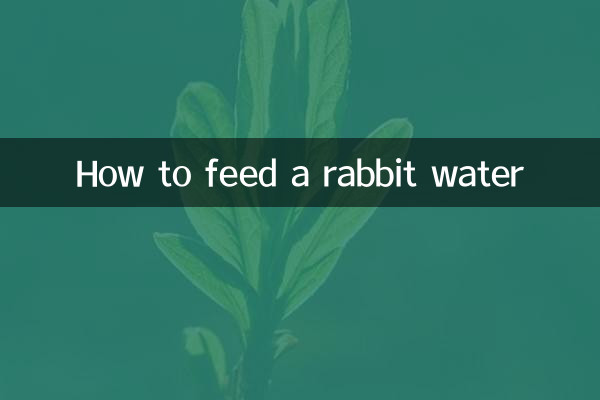 Cómo alimentar a un conejo con agua.
