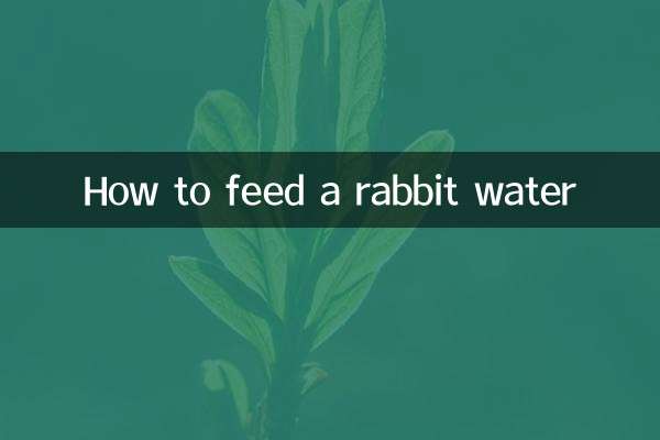 Cómo alimentar a un conejo con agua.