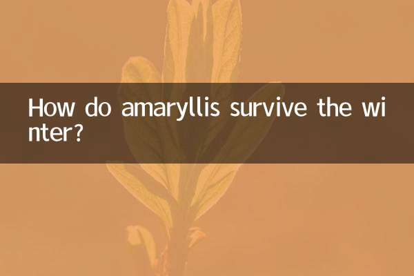 Come sopravvivono gli amarilli all'inverno?