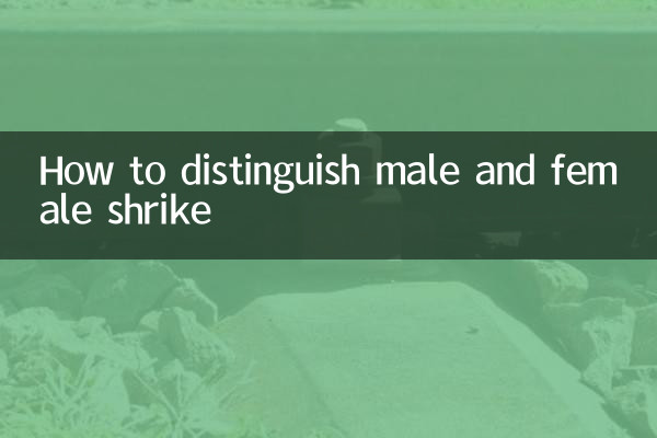 伯劳鸟怎么分公母