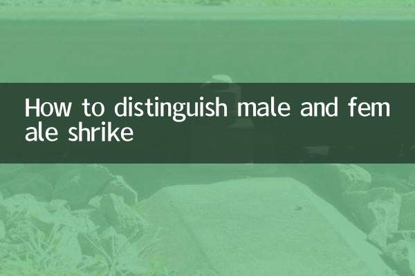 伯劳鸟怎么分公母