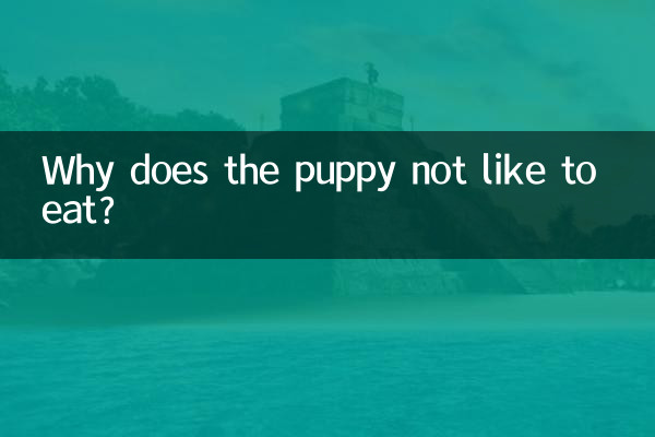 Why does the puppy not like to eat?