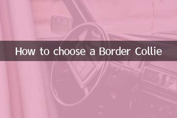 보더 콜리를 선택하는 방법