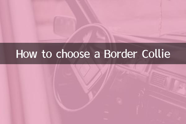 बॉर्डर कॉली कैसे चुनें