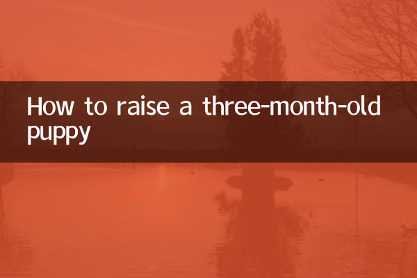 How to raise a three-month-old puppy