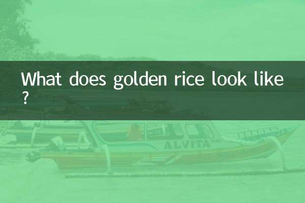 Como é o arroz dourado?