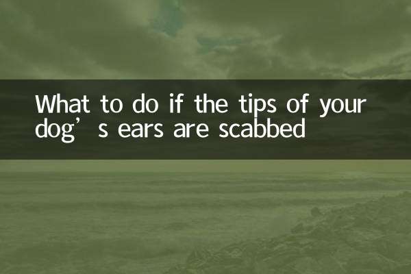 Que faire si le bout des oreilles de votre chien est couvert de croûtes