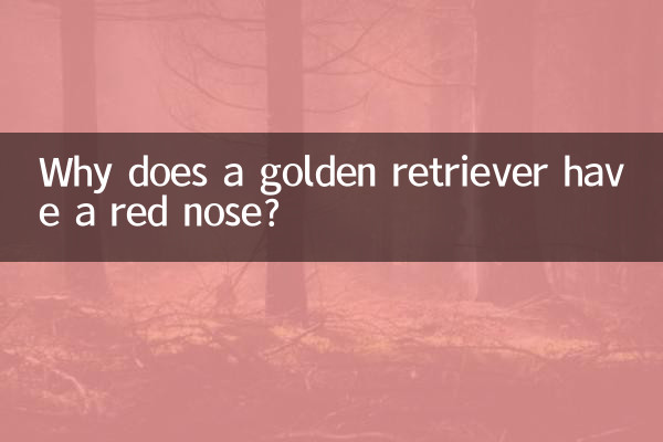 Por que um golden retriever tem nariz vermelho?