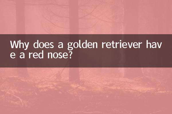 Por que um golden retriever tem nariz vermelho?