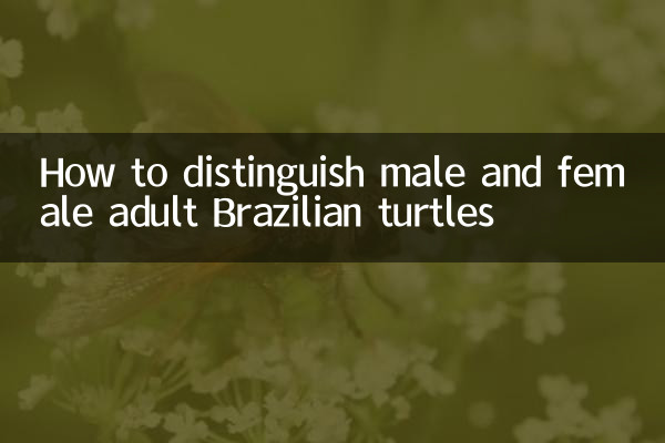 كيفية التمييز بين ذكور وإناث السلاحف البرازيلية البالغة