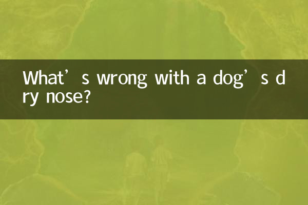 ما هو الخطأ في أنف الكلب الجاف؟
