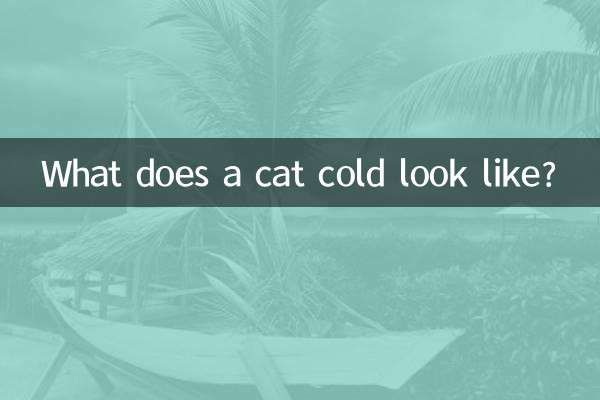 ¿Cómo es un gato resfriado?