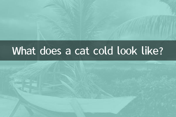 سرماخوردگی گربه چگونه است؟