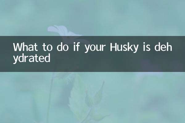 Que faire si votre Husky est déshydraté