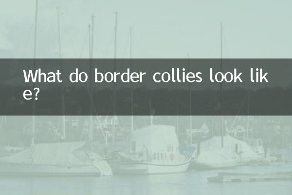 A quoi ressemblent les border collies ?