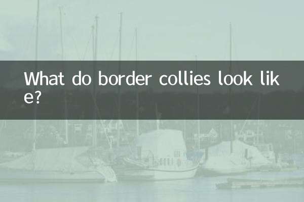 What do border collies look like?
