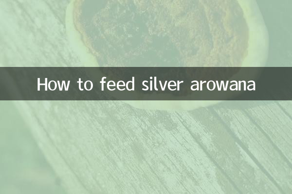 نحوه تغذیه آروانای نقره ای