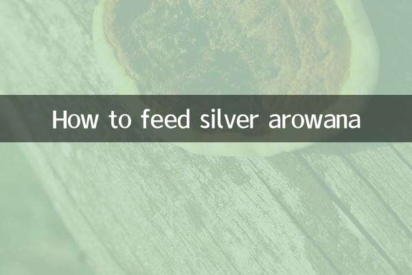 نحوه تغذیه آروانای نقره ای