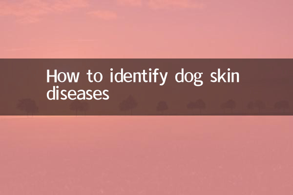 Comment identifier les maladies de peau du chien