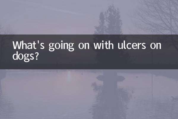 Que se passe-t-il avec les ulcères chez les chiens ?