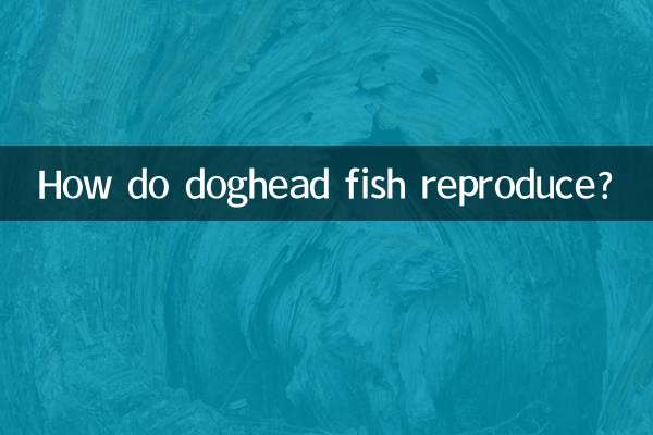 Wie vermehren sich Hundskopffische?