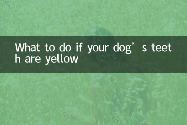 Что делать, если у вашей собаки желтые зубы