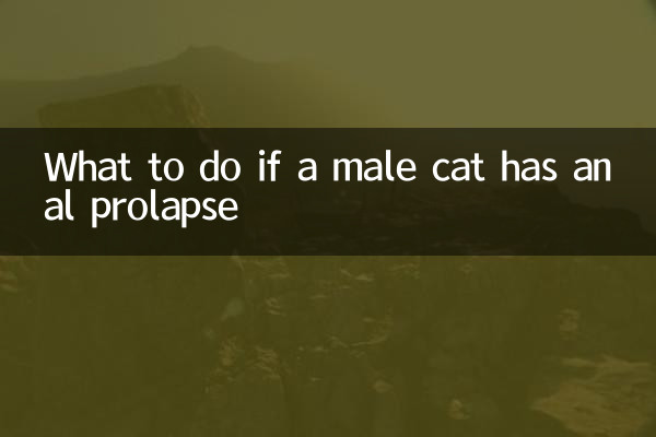 O que fazer se um gato macho tiver prolapso anal