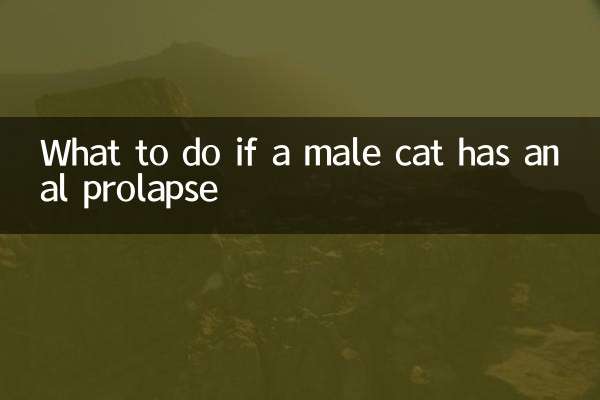 Что делать, если у кота анальный пролапс