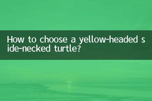 How to choose a yellow-headed side-necked turtle?
