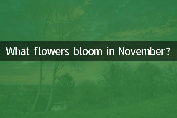 Welche Blumen blühen im November?