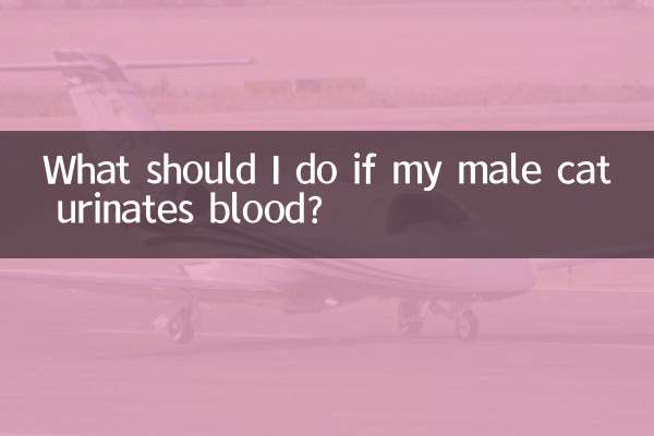 यदि मेरी नर बिल्ली खून का पेशाब करती है तो मुझे क्या करना चाहिए?