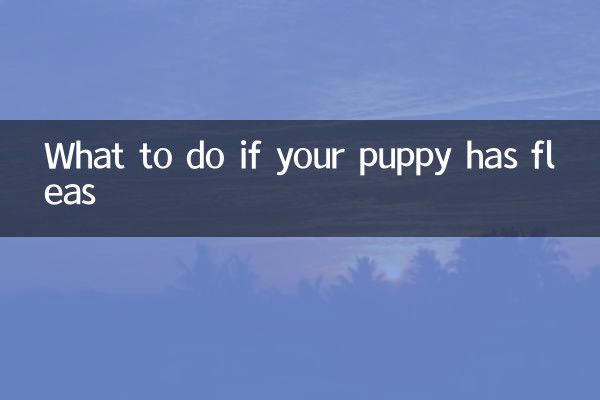 Cosa fare se il tuo cucciolo ha le pulci