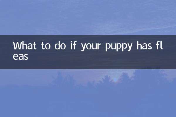 O que fazer se seu cachorro tiver pulgas