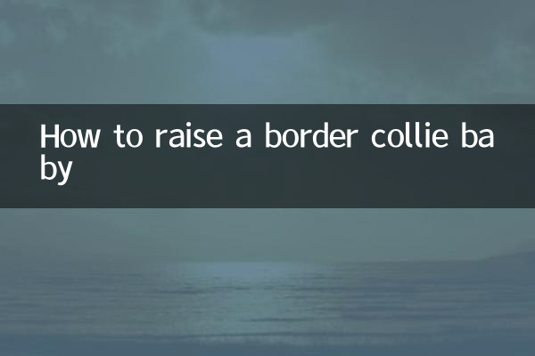 ボーダーコリーの赤ちゃんの育て方