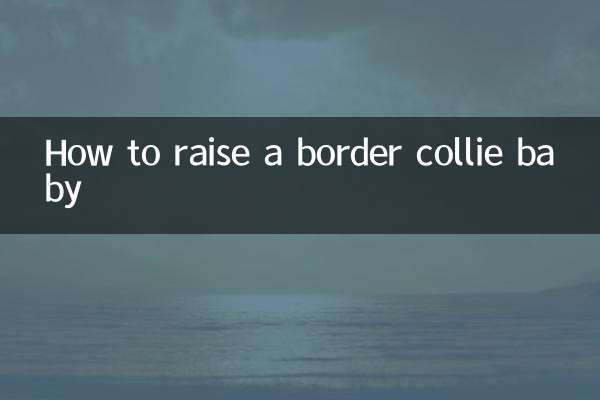 边牧宝宝怎么养