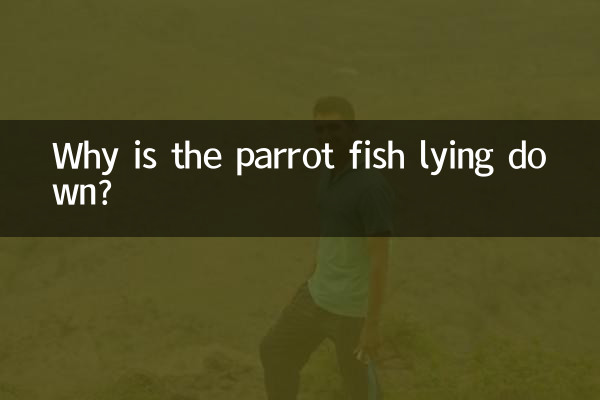 لماذا تستلقي سمكة الببغاء؟