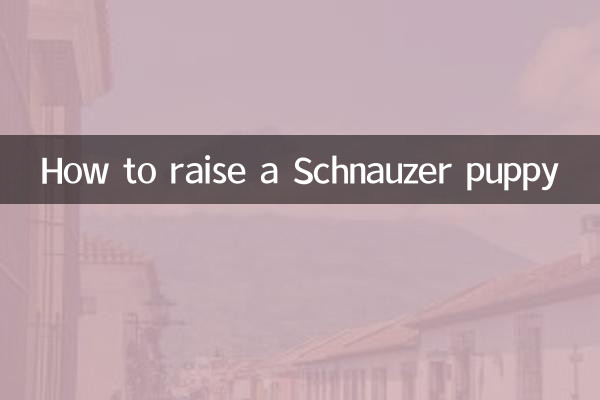 श्नौज़र पिल्ला कैसे पालें