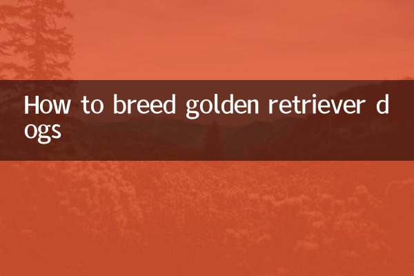 Wie man Golden Retriever-Hunde züchtet