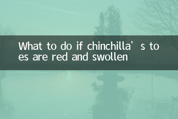 Qué hacer si los dedos de los pies de chinchilla están rojos e hinchados