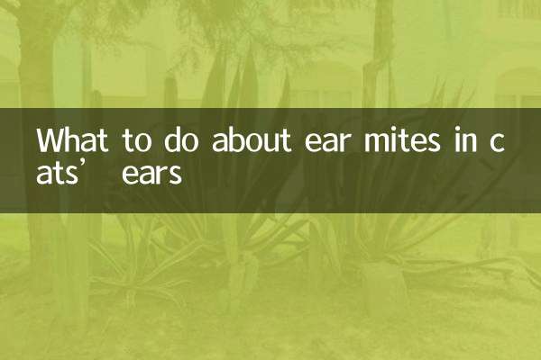 Qué hacer con los ácaros del oído en los gatos