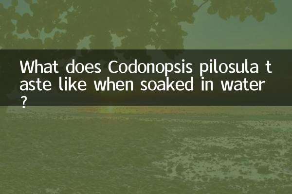 Qual é o gosto do Codonopsis pilosula quando embebido em água?