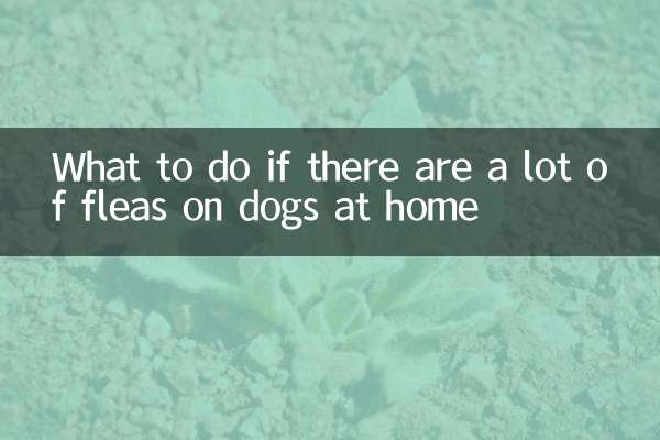 What to do if there are a lot of fleas on dogs at home