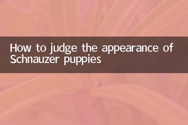 雪纳瑞幼犬怎么看品相