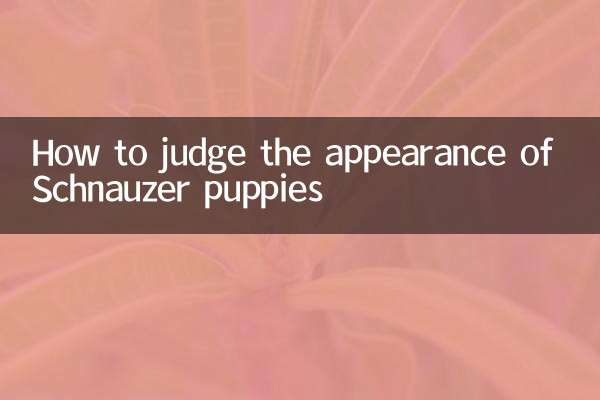 雪纳瑞幼犬怎么看品相