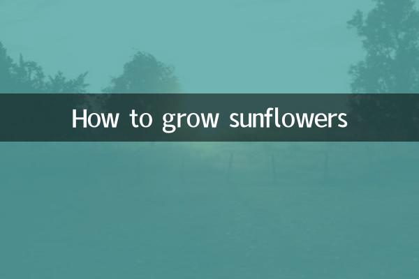 Come coltivare i girasoli