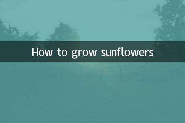 How to grow sunflowers