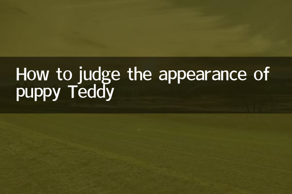 怎么看幼犬泰迪的品相