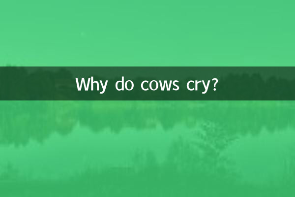 Why do cows cry?