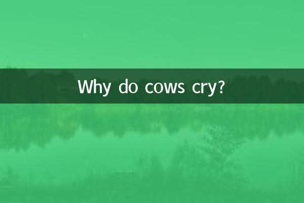 Why do cows cry?